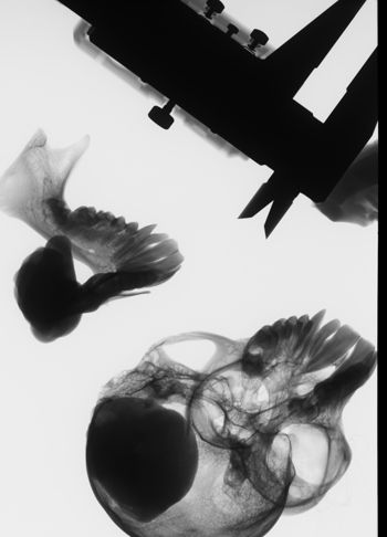 Media type: image;   Mammalogy 35623